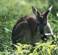 Tjaetaba Falls - Tourism TAS