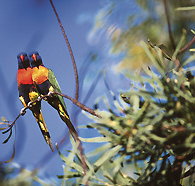 Wangi Falls Walk - Tourism TAS
