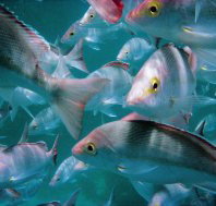 Palm Beach Reef Dive Site - Tourism TAS