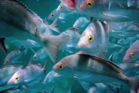 Palm Beach Reef Dive Site - Tourism TAS 0