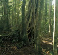 Lamington National Park Binna Burra Section - Hobart Tourism