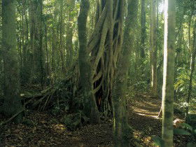 Lamington National Park, Binna Burra Section - Hobart Tourism 0