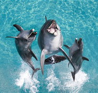 Sea World - Tourism TAS