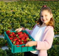 Strawberry Fields - Tourism TAS