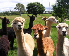 Banyandah Alpacas - Hobart Tourism 0