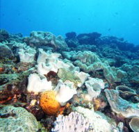 Mudjimba Old Woman Island Dive Site - Tourism TAS