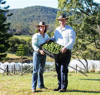 Hinterland Feijoas - Tourism TAS