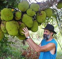 Cape Trib Exotic Fruit Farm - Hobart Tourism