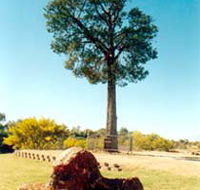 Robbers Tree - Tourism TAS