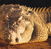 Koorana Crocodile Farm - Tourism TAS