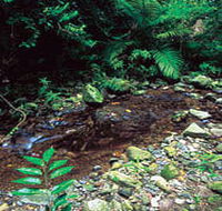 Wompoo Walk - Tourism TAS
