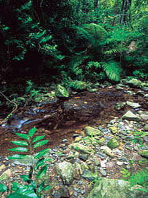 Wompoo Walk - Tourism TAS 0