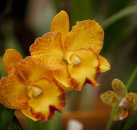 Queens Park - Orchid House - Tourism TAS