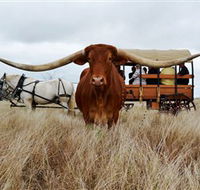Texas Longhorn Wagon Tours and Safaris - Tourism TAS