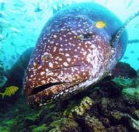 Lady Musgrave Island Dive Sites - Tourism TAS