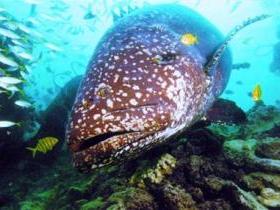 Lady Musgrave Island Dive Sites - Tourism TAS 0