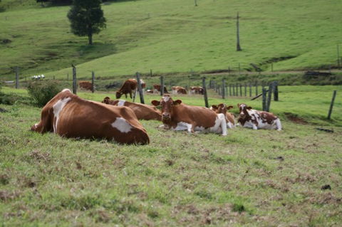 Maleny Dairies - Hobart Tourism 4