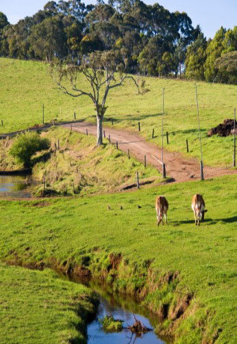 Maleny Dairies - Hobart Tourism 6
