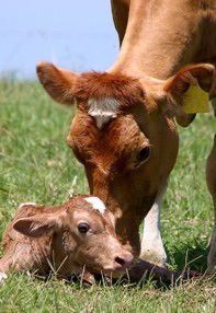 Maleny Dairies - Hobart Tourism 7