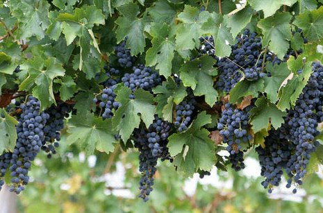 South Burnett Wine Trail - Hobart Tourism 0