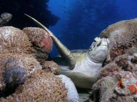 Lady Elliot Island QLD Tourism TAS