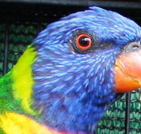 Fraser Coast Wildlife Sanctuary - Tourism TAS