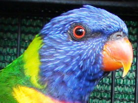 Fraser Coast Wildlife Sanctuary - Tourism TAS 0