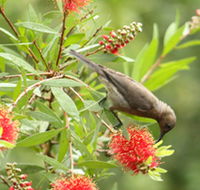 Birdwatching in Dysart - Hobart Tourism