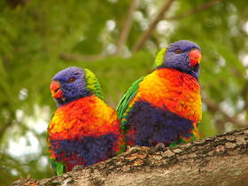 Blue Mountain Park - Hobart Tourism 0