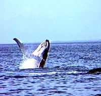 Whale Watching - Tourism TAS