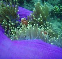 The Lady Bowen Dive Site - Hobart Tourism