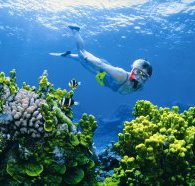 Wheeler Reef Dive Site - Tourism TAS