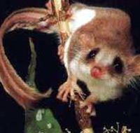 Carrowong Fauna Sanctuary - Tourism TAS