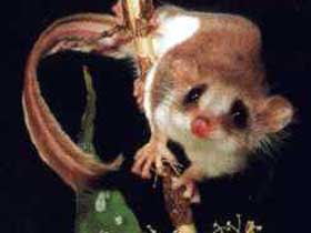 Carrowong Fauna Sanctuary - Tourism TAS 0