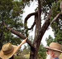 Charleville - Outback Native Timber Walk - Tourism TAS