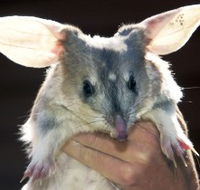 Charleville - Bilby Experience - Tourism TAS