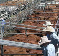 Dalrymple Sales Yards - Cattle Sales - Tourism TAS