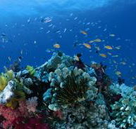 Cherubs Cave Dive Site - Tourism TAS