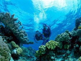Coral Gardens Dive Site - Tourism TAS 0