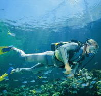 Manta Ray Bommie Dive Site - Tourism TAS
