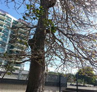 The Leichhardt Tree - Tourism TAS
