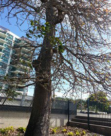 The Leichhardt Tree - Tourism TAS 0