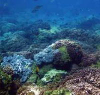 Hoffman's Rocks Dive Site - Tourism TAS