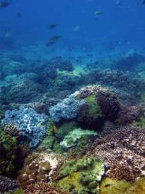 Hoffman's Rocks Dive Site - Tourism TAS 0