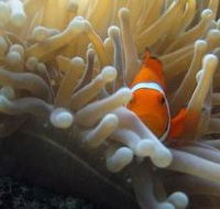 Flat Rock Dive Site - Tourism TAS