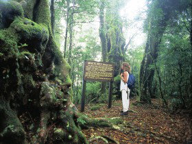 Tooloona Creek Circuit - Tourism TAS 0