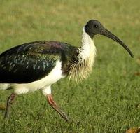 Toowoomba Bicentennial Waterbird Habitat - Tourism TAS