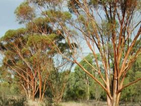 Myall Park Botanic Garden - Tourism TAS 0