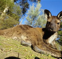 Ballarat Wildlife Park - Hobart Tourism
