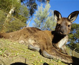 Ballarat Wildlife Park - Hobart Tourism 0